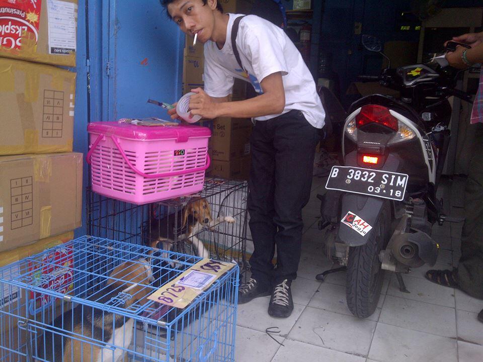 PEPENG PENIPU !! &#91;PET GALERY / ANIMAL STORE / VIPER JAVA KENNEL&#93; YOGYAKARTA 
