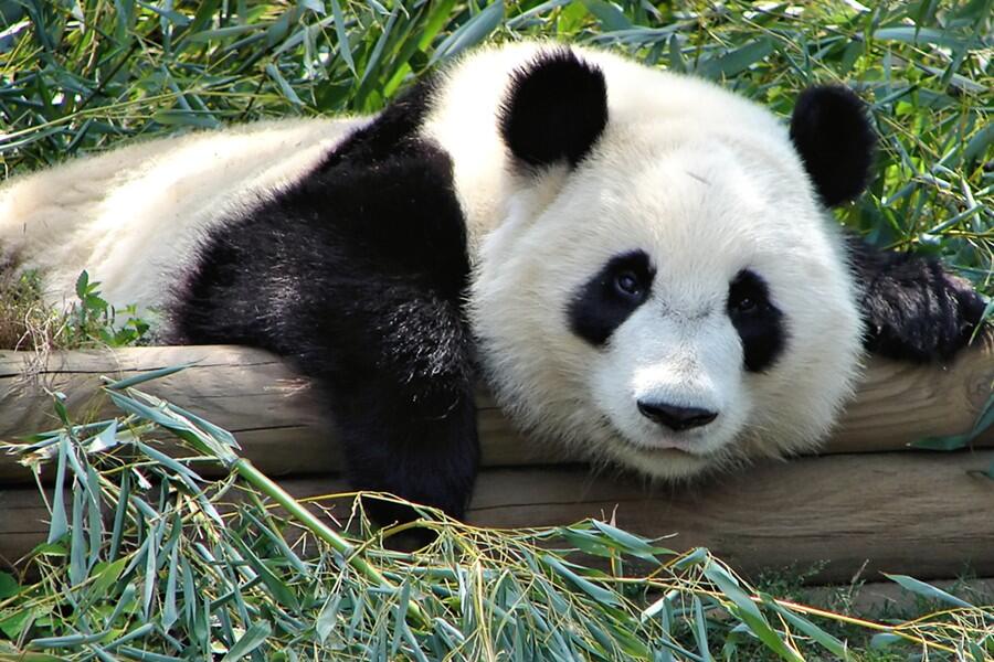 Poll: Sebagian Peneliti Setuju Jika Panda Dibiarkan Punah, Setujukah Anda?