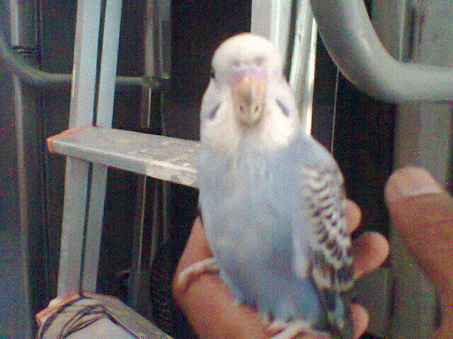 Parkit Murahhh