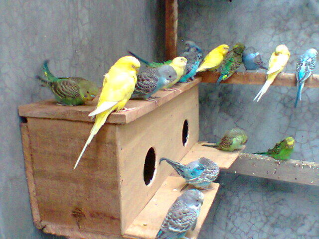 Parkit Murahhh