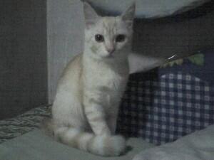 kelakuan kucing ane pas dengar adzan maghrib gan !!!