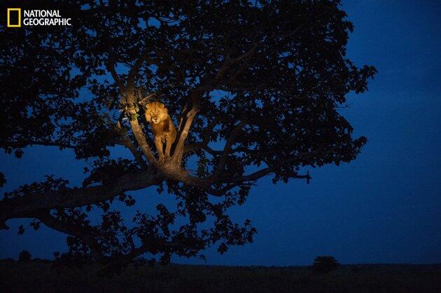 &#91;full pic&#93;Koleksi foto 125 tahun majalah National Geographic