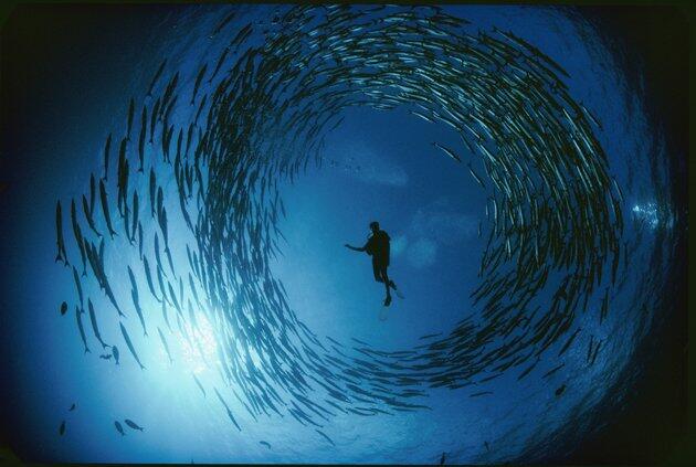 &#91;full pic&#93;Koleksi foto 125 tahun majalah National Geographic