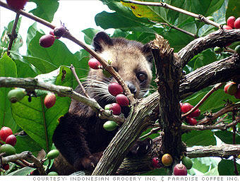 Kopi Luwak: Sejarah dan Proses Pembuatannya