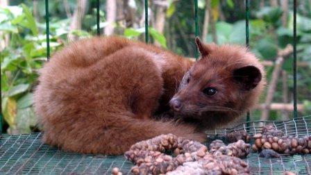 Kopi Luwak: Sejarah dan Proses Pembuatannya