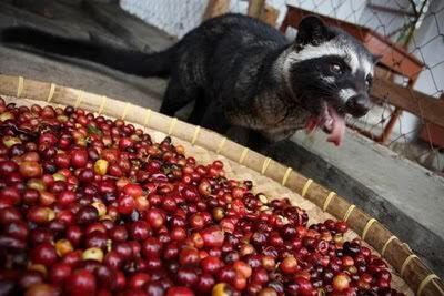 Kopi Luwak: Sejarah dan Proses Pembuatannya