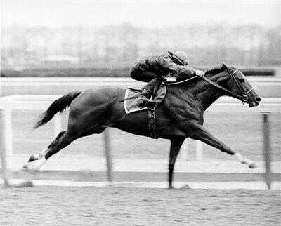 Secretariat, Legenda Kuda Tercepat di Dunia!!