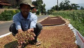 Panen Cengkih, Perputaran Uang Satu Desa Tembus Rp 2,7 M