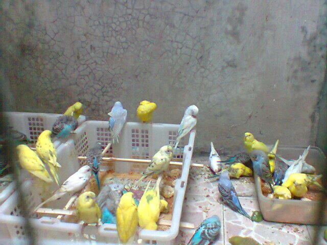 Parkit Murahhh
