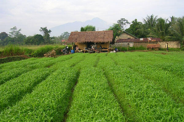 Buat para pencinta kangkung,,,Please read this!!!