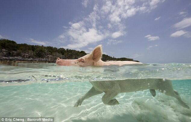 Big Major Cay, Snorkeling Sambil Ditemani Babi Yang Berenang