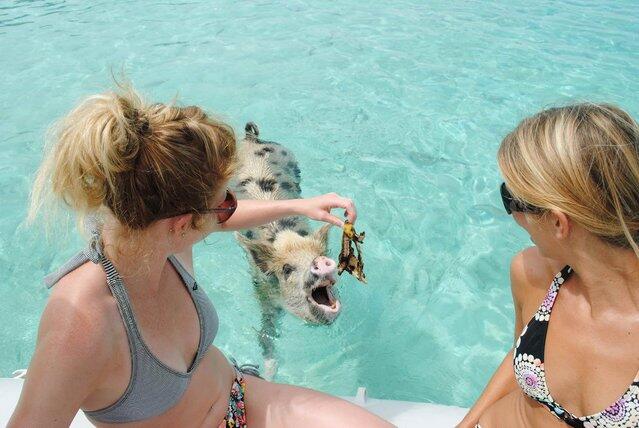 Big Major Cay, Snorkeling Sambil Ditemani Babi Yang Berenang