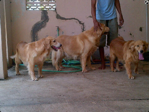 PEJANTAN GOLDEN LONG HAIR AND BIG SIZE 1jt nett cod semarang