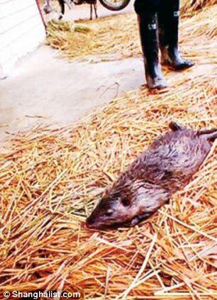 tikus got panjangnya 1 meter gan (ngeri)