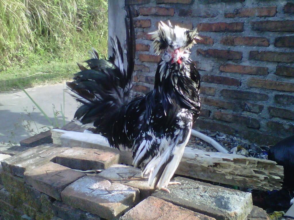 JUAL AYAM HIAS, KALKUN, POLAND, MUTIARA DLL