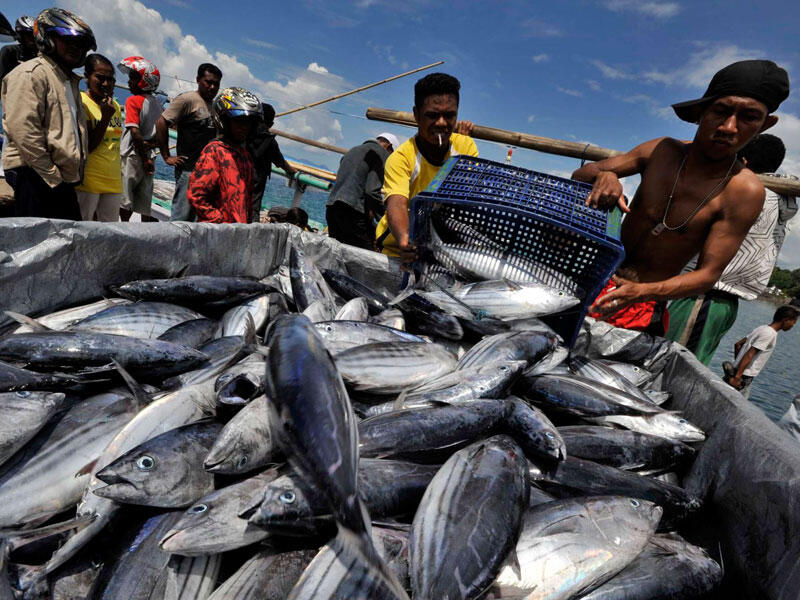 BUMN Ikan yang Sekarat Kini Raup Untung