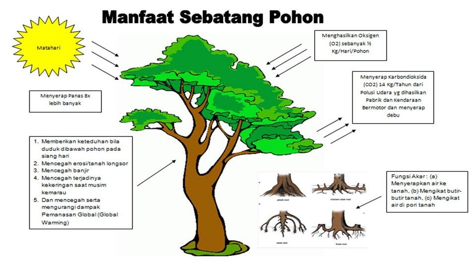 Manfaat Sebatang Pohon !!!! (Baca dan Renungkan)