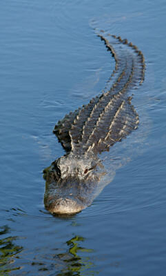 Perbedaan Alligator dan Crocodile