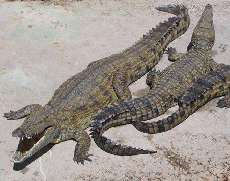 Perbedaan Alligator dan Crocodile