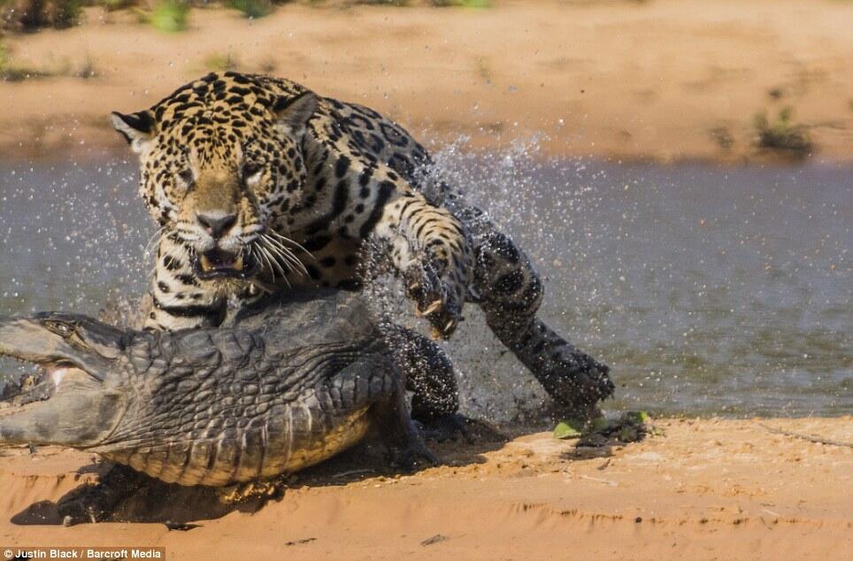 JAGUAR VS CAIMAN