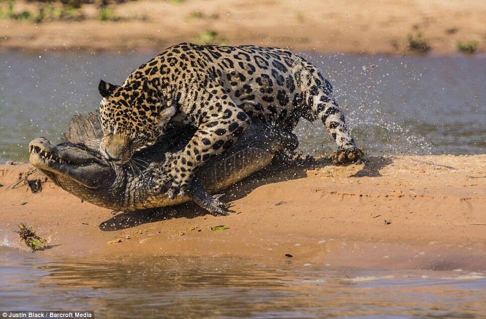 JAGUAR VS CAIMAN