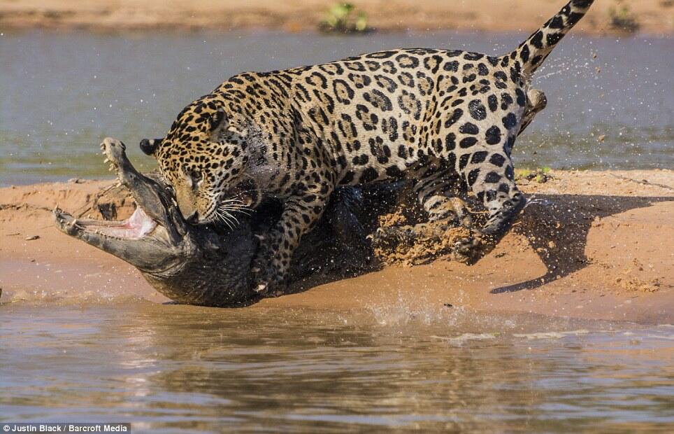 JAGUAR VS CAIMAN