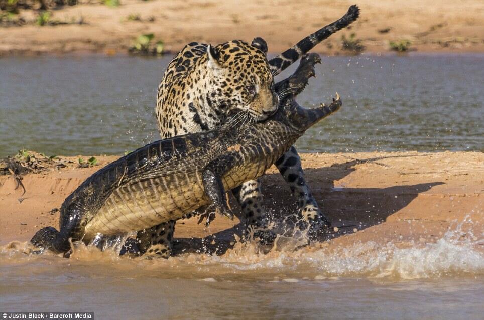 JAGUAR VS CAIMAN