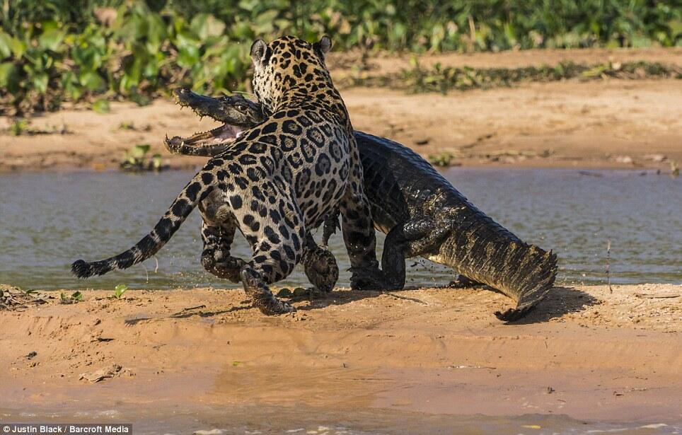 JAGUAR VS CAIMAN