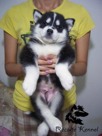 SALE 5 siberian husky good quality BANDUNG