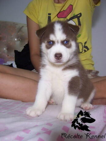 SALE 5 siberian husky good quality BANDUNG