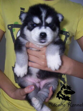 SALE 5 siberian husky good quality BANDUNG