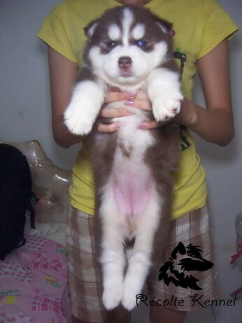 SALE 5 siberian husky good quality BANDUNG