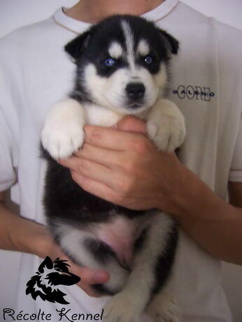 SALE 5 siberian husky good quality BANDUNG