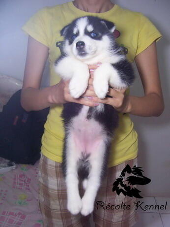 SALE 5 siberian husky good quality BANDUNG