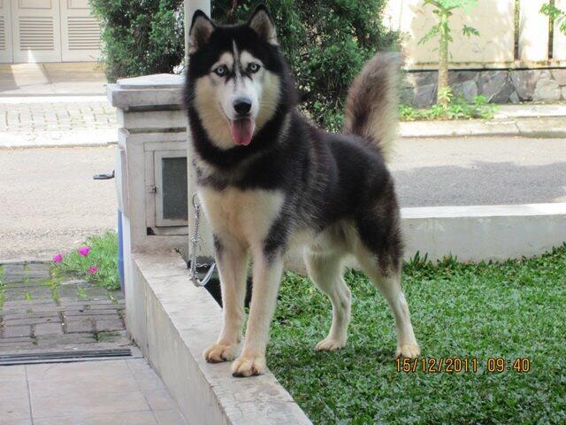 SALE 5 siberian husky good quality BANDUNG