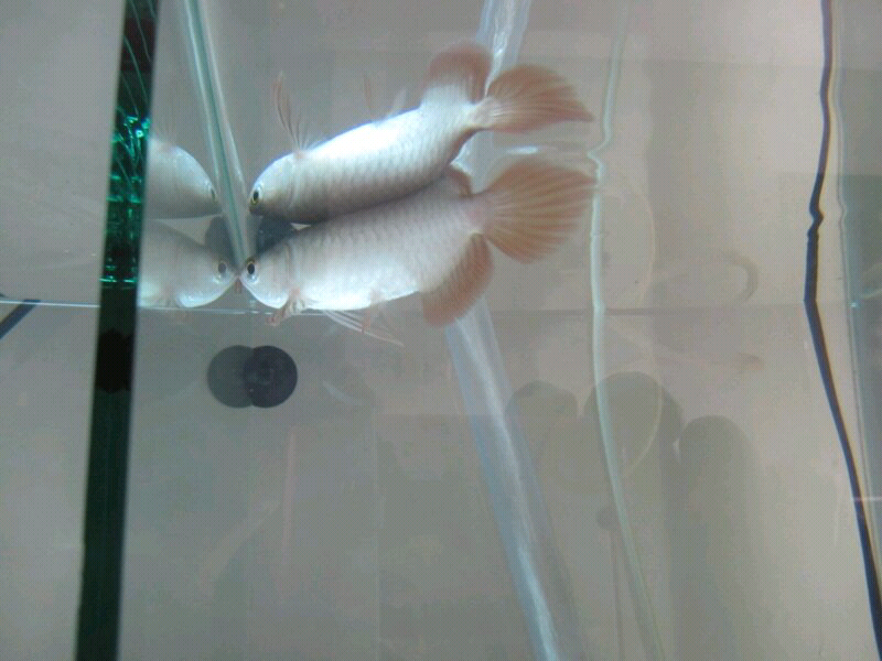 Arwana / Arowana Super Red (SR) - Export Quality dan Bisa Export juga