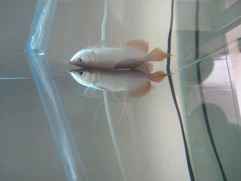 Arwana / Arowana Super Red (SR) - Export Quality dan Bisa Export juga