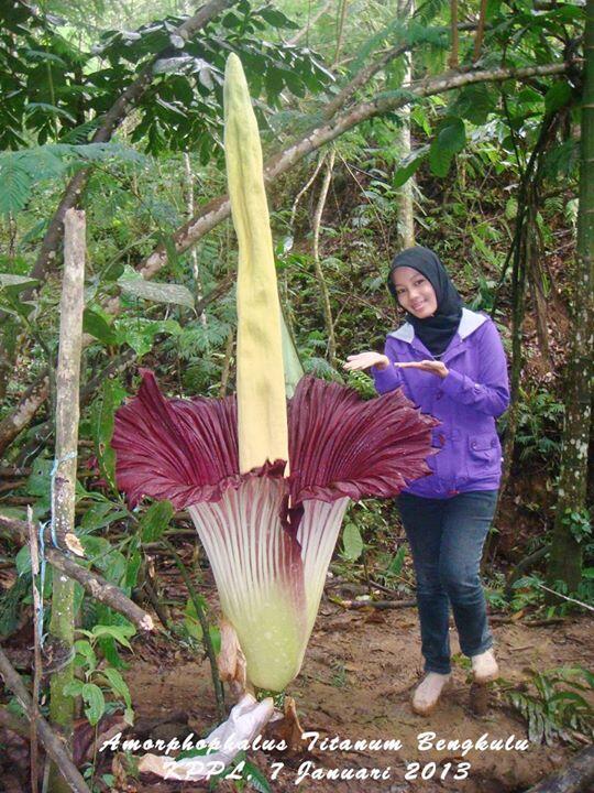 Fakta tentang Bunga Bangkai (Amorphophalus)