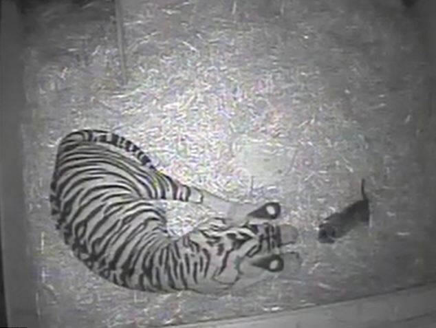 Mengintip Kelahiran Bayi Harimau Sumatra di London