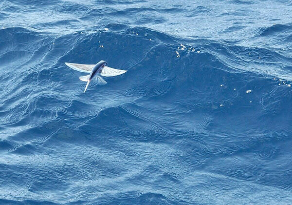 Fenomena Ikan Terbang yang Menakjubkan