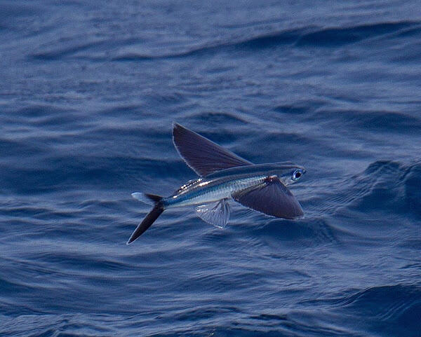 Fenomena Ikan Terbang yang Menakjubkan