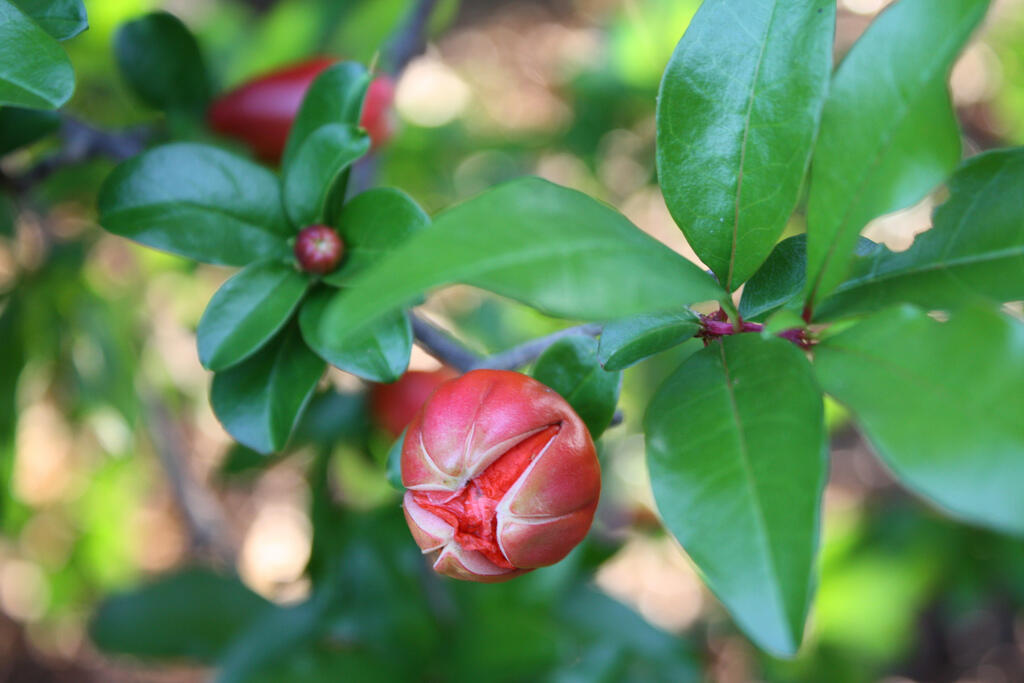 mengenal buah pomegranate dan manfaatnya