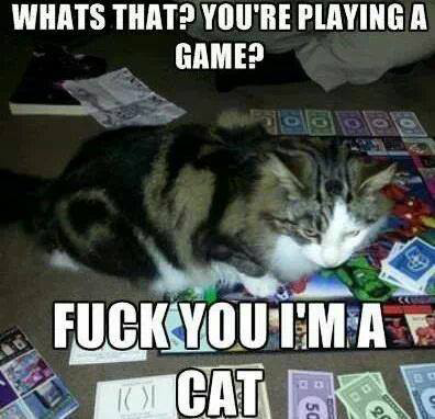 kelakuan KUCING GAN! Miris :(