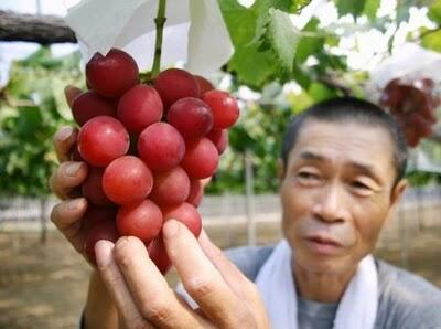 di Jepang, Harga Buah Dapat Mencapai Harga Perhiasan !