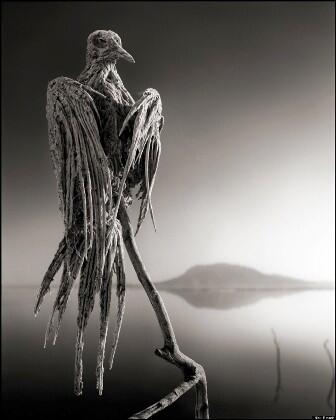  Lake Natron, Danau "Horor" di Tanzania. Merubah Burung Jadi Patung