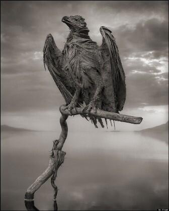  Lake Natron, Danau "Horor" di Tanzania. Merubah Burung Jadi Patung