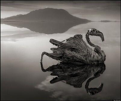  Lake Natron, Danau "Horor" di Tanzania. Merubah Burung Jadi Patung