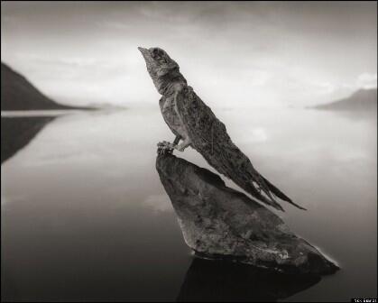  Lake Natron, Danau "Horor" di Tanzania. Merubah Burung Jadi Patung
