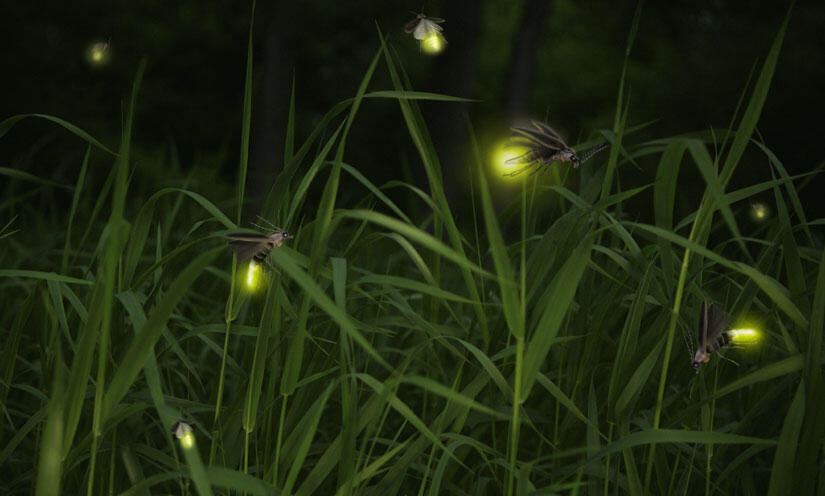Mengenal Bioluminesensi Pada Kunang-kunang dan Hewan Lainnya