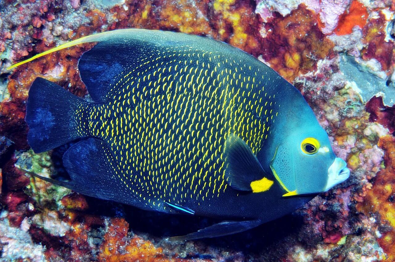 Mengenal Bioluminesensi Pada Kunang-kunang dan Hewan Lainnya